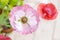 Little katydid on a pink mauve poppy flower