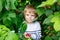 Little kid boy picking fresh berries on organic raspberry field farm