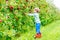 Little kid boy picking red apples on farm autumn