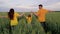 Little kid with dad and mom running on green wheat in the field, happy family concept, rural farmer having fun with