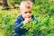 Little kid eat blueberry in the forest