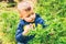 Little kid eat blueberry in the forest