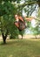 Little kid - girl hanging on branch