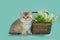 Little kitten against the background of a basket with lilies of the valley