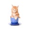 Little kitten in a big tea mug