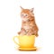 Little kitten in a big tea mug