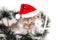 Little Kitten British Santa Claus