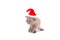 Little Kitten British Santa Claus