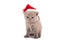 Little Kitten British Santa Claus