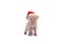 Little Kitten British Santa Claus