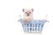 Little Kitten British sitting in a basket