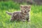 Little kitten cat meowing in the green grass