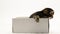 Little kitten climb out of cardboard box. Curious playful funny striped kitten