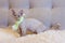 Little kitten Devon Rex cat sitting