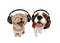 Little kitten and dog listens to music in earphones