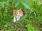 Little kitten hiding in green grass