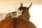 Little kitten kitty cat animal on horse horseback