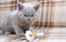 Little kitten lapping up milk. Purebred British shorthair cat. cat smoky colour. next to it is a baby pacifier