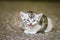 Little kitten meowing on the carpet