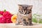 A little kitten near a flower bouquet. Roses for greetings with