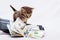 A little kitten near a purse with dollars. First earnings. It`s