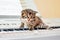 Little kitten on piano keys. Occupation music and singing. A lit