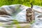 Little kitten on a plaid in a park on green grass. Portrait. Postcard. Summer. Scottish fold cat breed