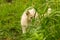 Little kitten is playing outdoor on the grass in the garden, looking for a hunting, close up, nature on background