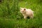 Little kitten is playing outdoor on the grass in the garden, looking for a hunting, close up, nature on background