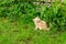 Little kitten is playing outdoor on the grass in the garden, looking for a hunting, close up, nature on background