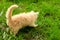 Little kitten is playing outdoor on the grass in the garden, looking for a hunting, close up, nature on background