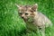 Little kitten playing and shouts on the grass close up