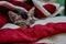Little kitten on the red and white blanket