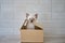Little kitten sit in cardboard box. Curious playful funny striped kitten hiding in box. Vesrsion 1