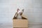 Little kitten sit in cardboard box. Curious playful funny striped kitten hiding in box. Vesrsion 2