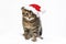 A little kitten sits in a Santa Claus hat in the snow. Christmas and New Year concept. Christmas animals.