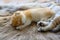 Little kitten sleeping on a brown fur carpet, golden British Shorthair cat, pure pedigree. Beautiful and cute. Sleep well on the