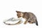 Little kitten sniffs at fish in a plate on white background