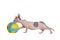 Little kitten Sphynx - hairless cat. Kitten with a balloon on a white background