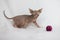 Little kitten Sphynx - hairless cat. Kitten with a balloon on a white background