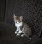 Little kitten striped white coloring with blue eyes sitting on a wicker chair