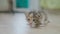 The little kitten takes the first steps around the room slow motion video. cute tricolor little kitty. cat concept pet
