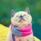 Little kitten wearing pink gray knitting scarf