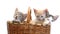 Little kittens in a basket