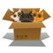 Little kittens in a cardboard box. Three cats