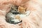 Little kittens sleeping on pink furry blanket