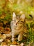 Little kitty in the autumn grass