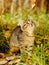 Little kitty in the autumn grass looking up