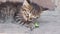 Little kitty eating a green lizard.