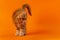 Little kitty of Maine Shag of color red classic tabby standing with its tail up on orange background